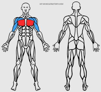 Diagrama de Musculos Activados