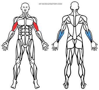 Diagrama de Musculos Activados