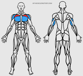 Diagrama de Musculos Activados