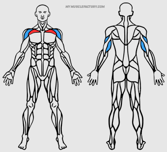 Diagrama de Musculos Activados