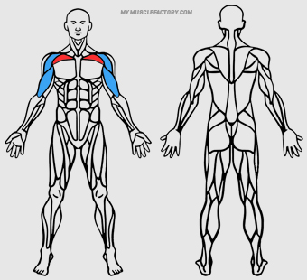 Diagrama de Musculos Activados